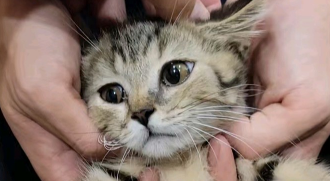 猫咪肾病的早期症状 猫咪肾病的早期症状