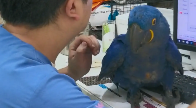 住院的小鹦鹉有分离焦虑,医生只能带着一起上班 住院的小鹦鹉有分离焦虑,医生只能带着一起上班