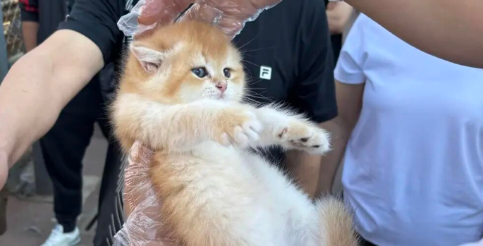 “星期宠”传言下的辽宁宠物市场:有商家人为致动物变形 “星期宠”传言下的辽宁宠物市场:有商家人为致动物变形