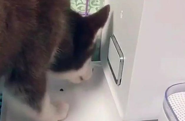 狗狗看着投食器,启动之后依然空着的饭碗,懵了! 狗狗看着投食器,启动之后依然空着的饭碗,懵了!