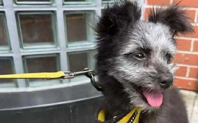 孙俪在菜市场捡了一只狗,起名叫九菜 孙俪在菜市场捡了一只狗,起名叫九菜