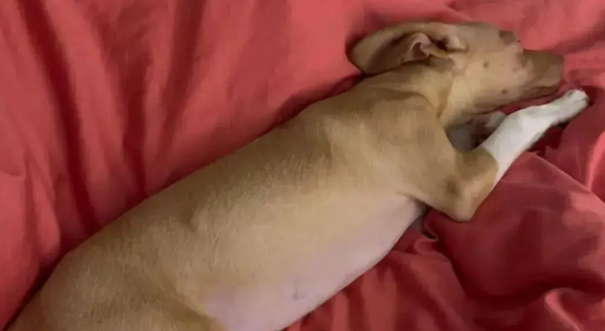 网友领养了一只串串狗，养了一段时间后傻眼