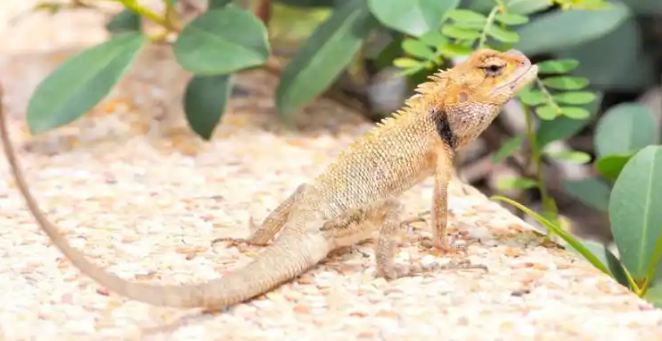 深圳查获大量异宠引发对外来物种入侵的关注与防范 深圳查获大量异宠引发对外来物种入侵的关注与防范