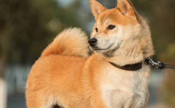 关于中华田园犬的起源:镌刻在中华文明里的犬种溯源 关于中华田园犬的起源:镌刻在中华文明里的犬种溯源