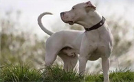 阿根廷杜高犬适合家养吗？看完这篇文章你就知道了