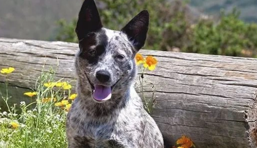 澳洲牧牛犬护主吗？从性格到到表现带你全面了解
