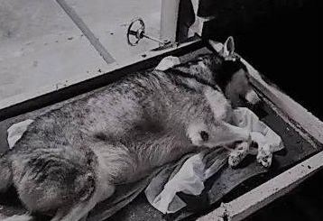 高龄哈士奇一直盯着门口,当看到主人时流泪逝去! 高龄哈士奇一直盯着门口,当看到主人时流泪逝去!