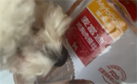狗狗最喜欢吃什么零食？麦富迪鸡肉细丝，百吃不厌的 “宝藏零食”