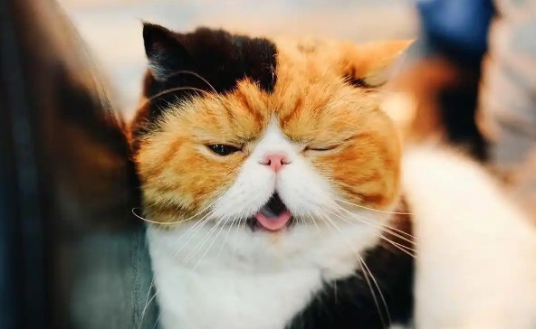 谁说加菲猫智商低?其实它只是长得蠢,实际上聪明得要命! 谁说加菲猫智商低?其实它只是长得蠢,实际上聪明得要命!