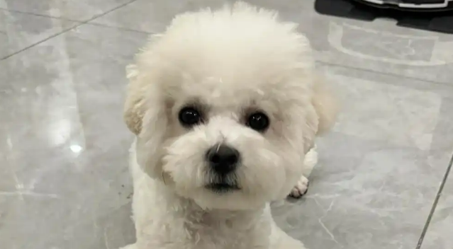 狗狗肛门外翻是怎么回事 狗狗肛门外翻是怎么回事