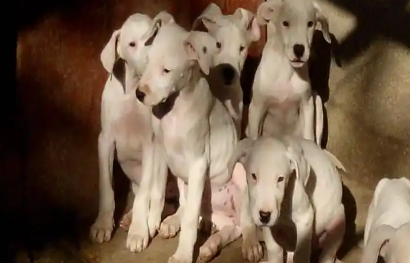 阿根廷杜高犬:自带科技含量的培育犬,匹敌美洲豹! 阿根廷杜高犬:自带科技含量的培育犬,匹敌美洲豹!