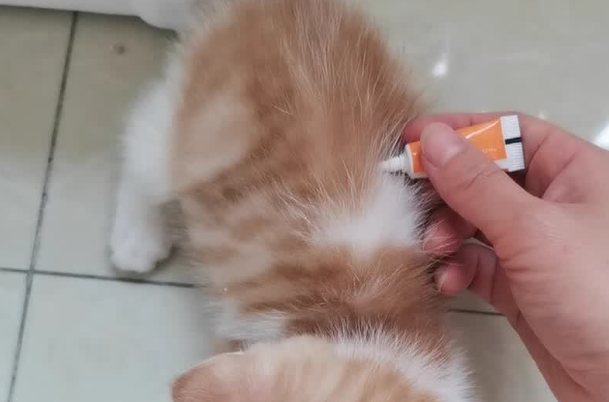 宠物寄生虫用什么药最好?恩圣克吡虫啉莫昔克丁效果看得见 宠物寄生虫用什么药最好?恩圣克吡虫啉莫昔克丁效果看得见