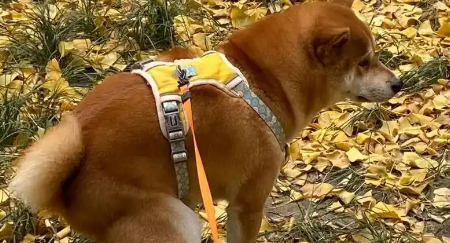 狗狗便秘能自愈吗