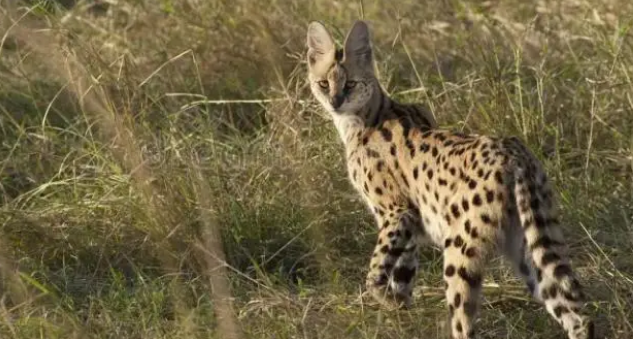 河北石家庄发现薮猫,本应在非洲的猛兽,为何在我国野外出现了? 河北石家庄发现薮猫,本应在非洲的猛兽,为何在我国野外出现了?