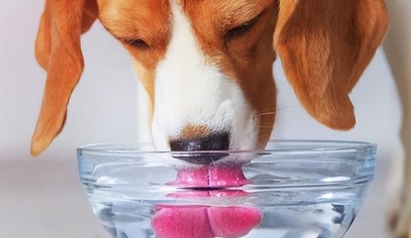 狗狗脱水的急救办法 狗狗脱水的急救办法