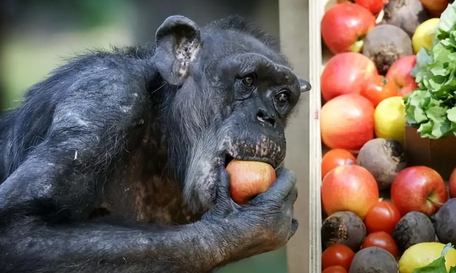 59岁黑猩猩拒绝进食,直到听到了熟悉的声音后,奇迹居然发生了 59岁黑猩猩拒绝进食,直到听到了熟悉的声音后,奇迹居然发生了