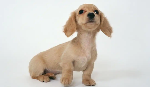 腊肠犬感染狂犬病毒风险解析：科学认知与预防指南