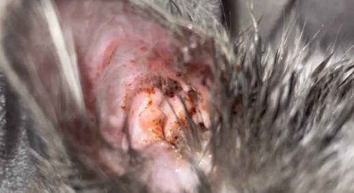 猫咪有耳螨可以用碘伏清理吗