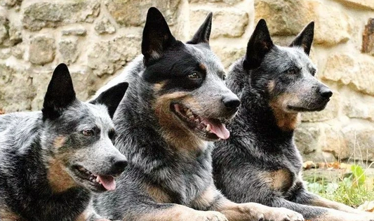 澳洲牧牛犬多少钱一只？影响价格的4大核心因素解析