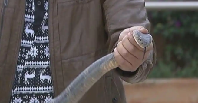 桂林男子捕捉眼镜蛇意外受伤,医院紧急施救 桂林男子捕捉眼镜蛇意外受伤,医院紧急施救