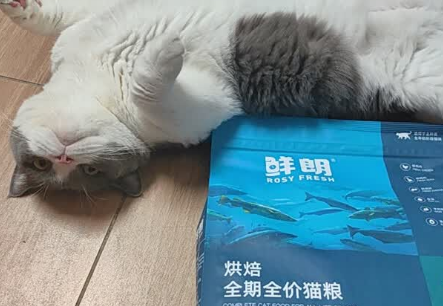 鲜朗低温烘焙粮凭什么成2025年猫粮品牌排行榜前十名产品? 鲜朗低温烘焙粮凭什么成2025年猫粮品牌排行榜前十名产品?