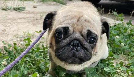 狗狗便秘吃益生菌有没有用