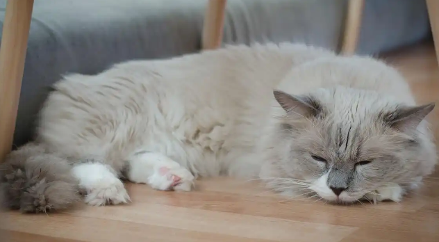 猫咪喘气时腹部起伏大正常吗 猫咪喘气时腹部起伏大正常吗