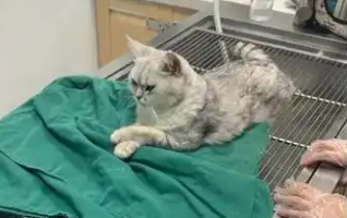 猫咪有肾病怎么办