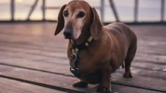 腊肠犬意外中毒怎么办?3个步骤一起拯救狗命 腊肠犬意外中毒怎么办?3个步骤一起拯救狗命