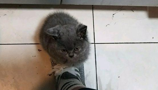领养无门的情况下，女孩买了一只折耳蓝猫，没过多久噩梦就开始了 