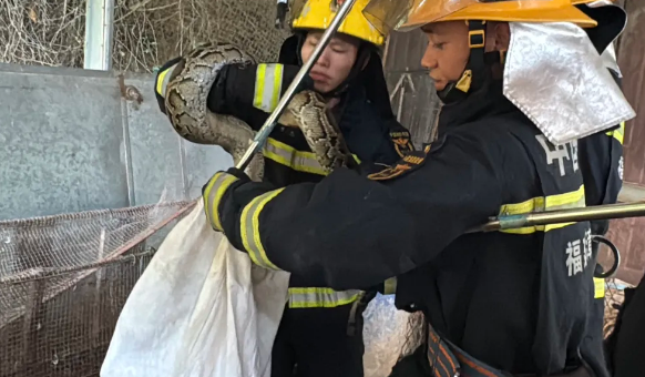 可怕!13斤大蟒蛇闯入东山民宅! 可怕!13斤大蟒蛇闯入东山民宅!