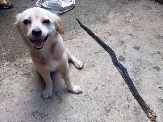 田园犬护主咬死一条毒蛇,之后发生的事情让主人追悔莫及! 田园犬护主咬死一条毒蛇,之后发生的事情让主人追悔莫及!