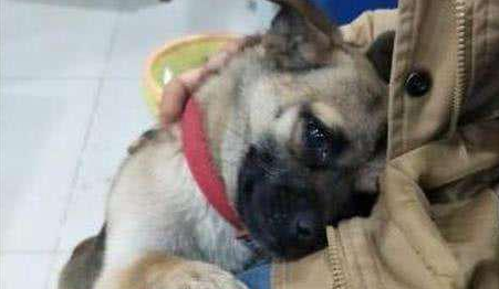 主人失恋在家,狗狗的反应太感人了,这一举动主人决定养它一辈子 主人失恋在家,狗狗的反应太感人了,这一举动主人决定养它一辈子