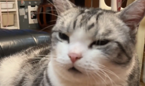 小主人不小心揪掉了猫咪的胡须,天塌了,猫咪却很淡定 小主人不小心揪掉了猫咪的胡须,天塌了,猫咪却很淡定