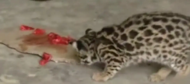 广东老太在山上捡了只小野猫养,养大后人懵了 广东老太在山上捡了只小野猫养,养大后人懵了