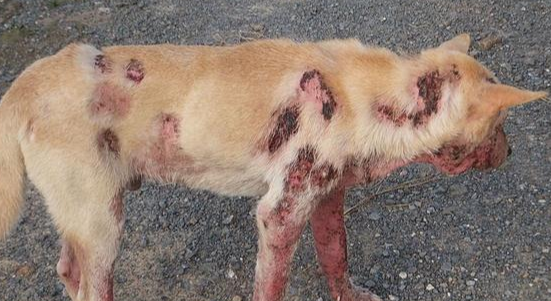 治狗皮肤病的药哪种最有效 治狗皮肤病的药哪种最有效