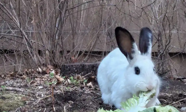 哈尔滨松北一小区宠物兔“越狱”两年繁育四代