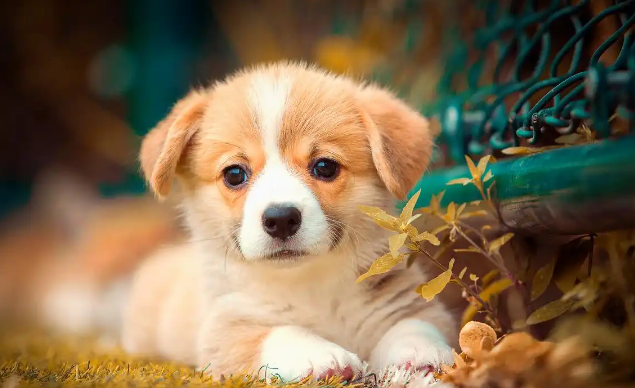 狗狗缺钙会导致抽搐吗 狗狗缺钙会导致抽搐吗