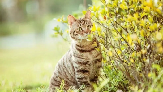 中华田园猫有什么颜色?你家猫咪是哪一种呢? 中华田园猫有什么颜色?你家猫咪是哪一种呢?