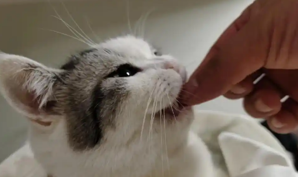 猫咪大便有虫是什么病引起的 猫咪大便有虫是什么病引起的