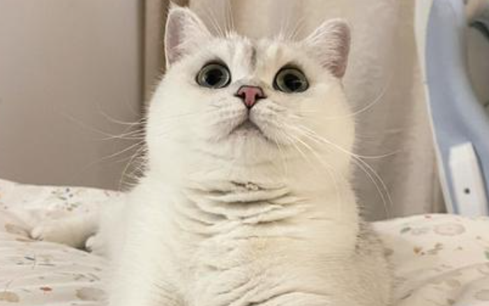 银渐层猫通人性吗?会“感知情绪”的情感伴侣 银渐层猫通人性吗?会“感知情绪”的情感伴侣