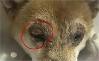 狗狗眼睛流脓可能是什么病？