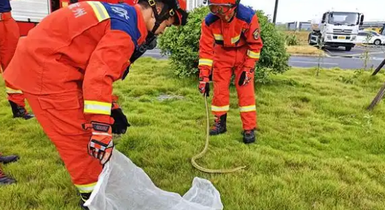 超市杂物间惊现大蛇,消防员清晨火速“抓捕” 超市杂物间惊现大蛇,消防员清晨火速“抓捕”