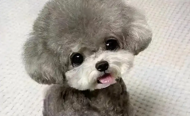 如何挑选纯种贵宾犬?别只顾看颜值,这几点才是关键! 如何挑选纯种贵宾犬?别只顾看颜值,这几点才是关键!