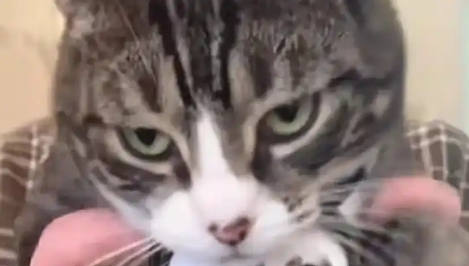 小猫戴摄像头出门,网友:全是“社会猫”,到底多能打? 小猫戴摄像头出门,网友:全是“社会猫”,到底多能打?