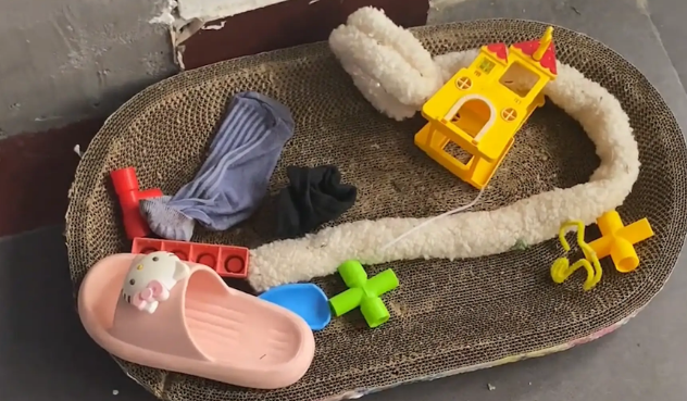 狗子自己房间干净整洁,却把捡来的东西放猫窝 狗子自己房间干净整洁,却把捡来的东西放猫窝