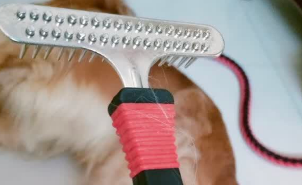 佳洁美排梳怎么样 佳洁美排梳怎么样