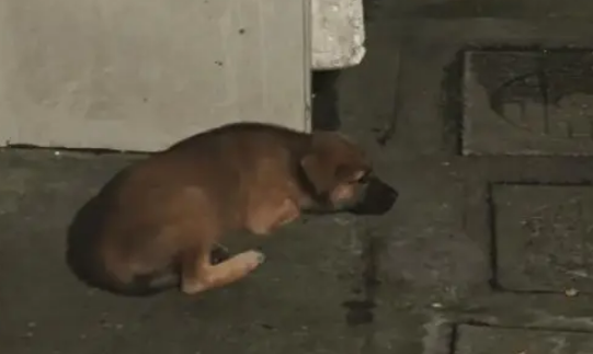 女子家经常喂流浪狗,小狗以为自己是家里的一员了 女子家经常喂流浪狗,小狗以为自己是家里的一员了