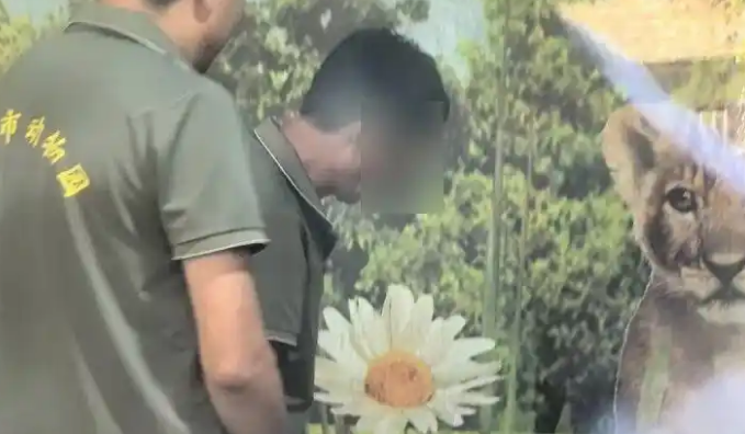 山东一动物园小老虎被打耳光？当地回应：已成立工作专班调查处理