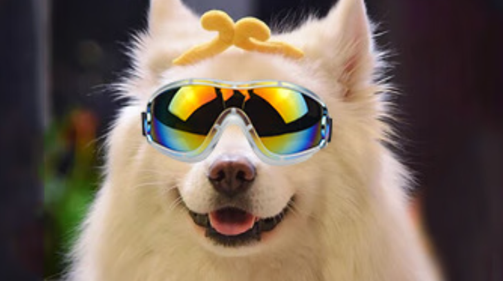 萌宠变潮咖！安罗尔宠物墨镜：颜值与场景适配的时尚之选